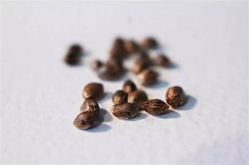 Bubblegum Feminized Seeds