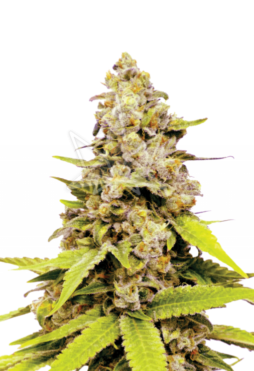 Girl Scout Cookies Feminized Seeds