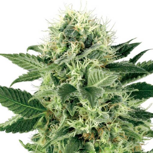 Northern Lights Feminized Seeds