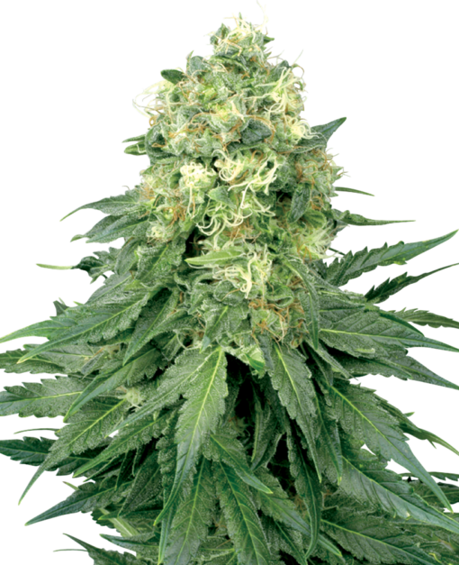 White Widow Feminized Seeds