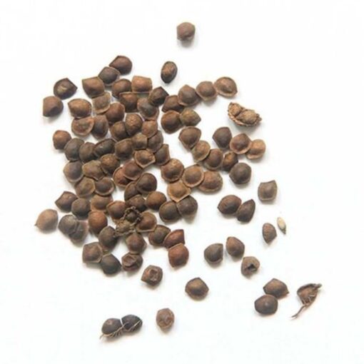 OG Kush Feminized Seeds