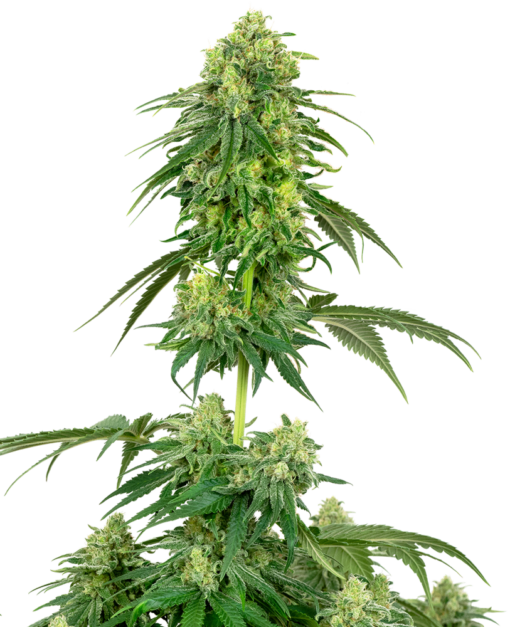 Strawberry Kush Feminized Seeds